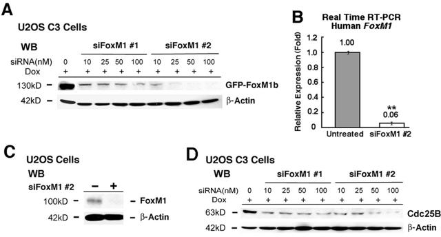 Forkhead box M1 regulates the transcriptional network of genes essential for mitotic progression and genes encoding the SCF (Skp2-Cks1) ubiquitin ligase