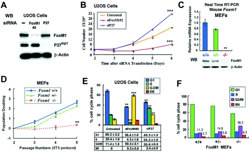 Identification of the activating and conjugating enzymes of the NEDD8 conjugation pathway