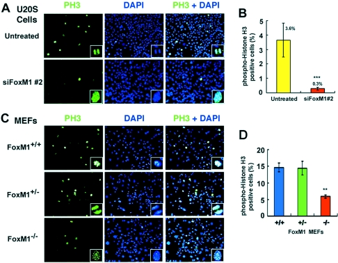The human immunodeficiency virus type 1 accessory protein Vpu induces apoptosis by suppressing the nuclear factor kappaB-dependent expression of antiapoptotic factors