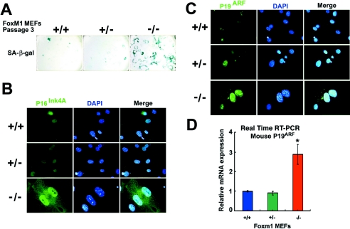Cul3-mediated Nrf2 ubiquitination and antioxidant response element (ARE) activation are dependent on the partial molar volume at position 151 of Keap1