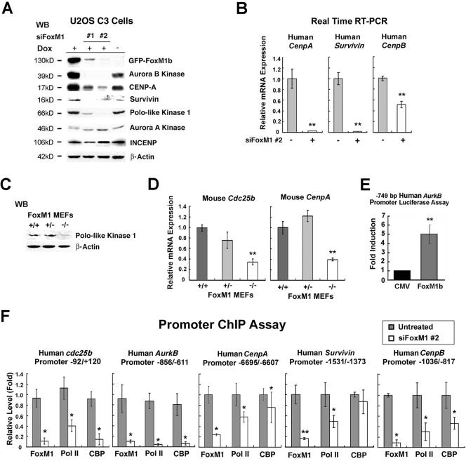 Enforced expression of NUP98-HOXA9 in human CD34(+) cells enhances stem cell proliferation