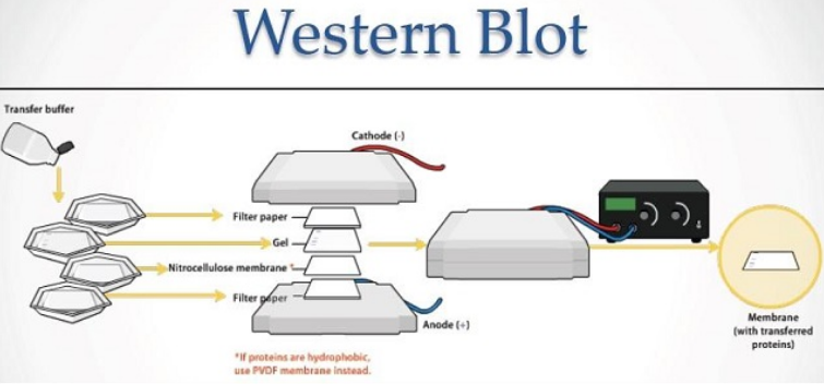 Western Blot Troubleshooting Guide